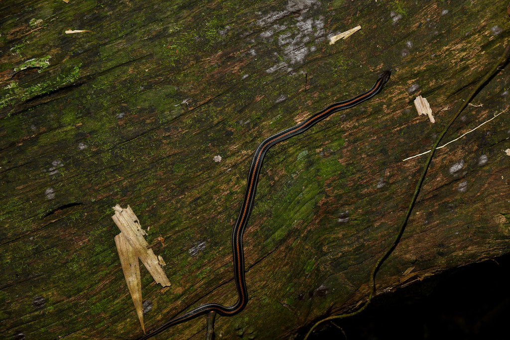 Eight-Striped Kukri Snake on a Log