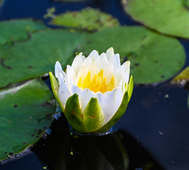 American White Water Lily (Nymphaea odorata)