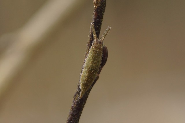 Raupe Großer Schillerfalter (Apatura iris)