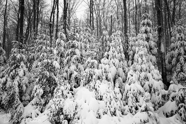 Snowy Evergreens - Grey County, ON
