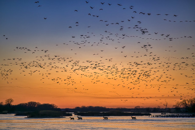 Deer cross the Platte River just after sunset as Sandhill Cranes come in to roost for the night near Wood River, Nebraska.