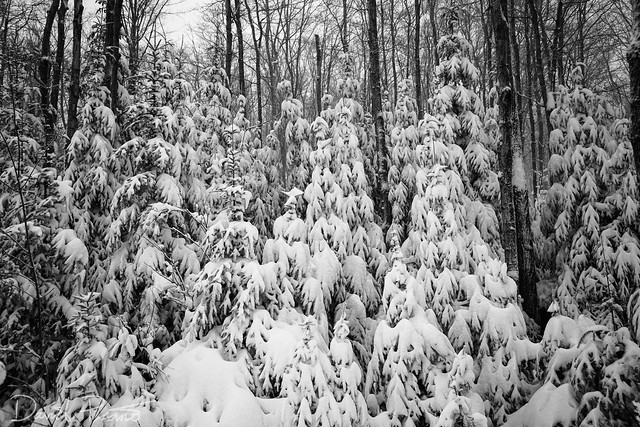 Snowy Evergreens - Grey County, ON