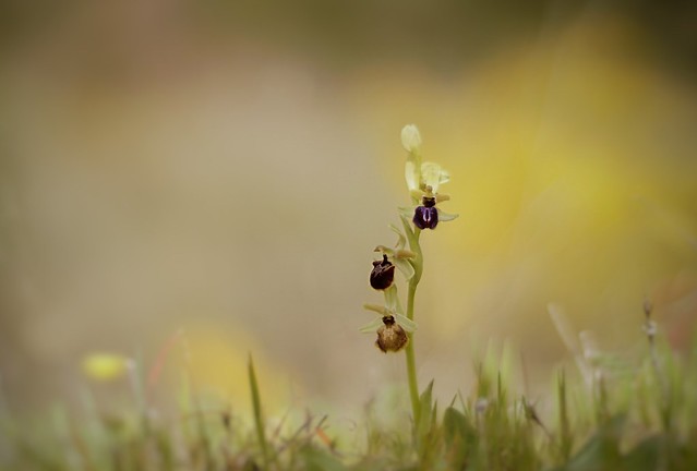 Ophrys Exaltata - DSC08668