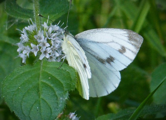 Green-veined White on Watermint
