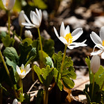 Frostburg State University Arboretum in Allegany County, Maryland Bloodroot plants bloom in the woods at Frostburg State University in Allegany County, Md., on April 20, 2018. Bloodroot is one of the earliest spring ephemeral plants to bloom, before trees leaf out and shade the forest floor. (Photo by Will Parson/Chesapeake Bay Program)

USAGE REQUEST INFORMATION
The Chesapeake Bay Program&#039;s photographic archive is available for media and non-commercial use at no charge.

To request permission, send an email briefly describing the proposed use to requests@chesapeakebay.net. Please do not attach jpegs. Instead, reference the corresponding Flickr URL of the image.

A photo credit mentioning the Chesapeake Bay Program is mandatory. The photograph may not be manipulated in any way or used in any way that suggests approval or endorsement of the Chesapeake Bay Program. Requestors should also respect the publicity rights of individuals photographed, and seek their consent if necessary.