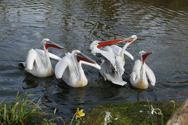 Kroeskop pelikanen