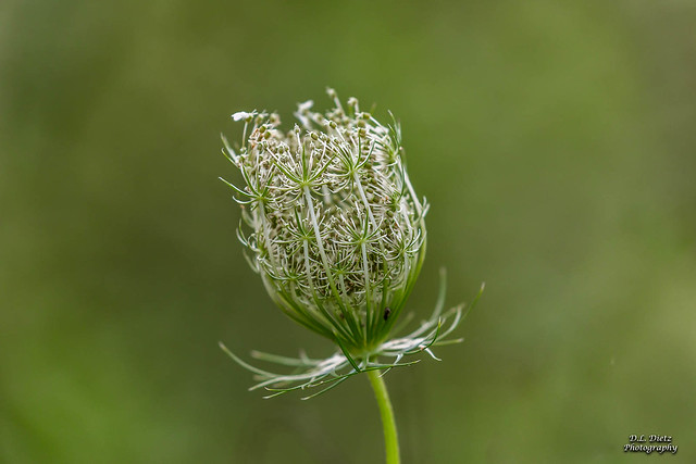 Queen Anne's Lace #2 - 2021-08-18