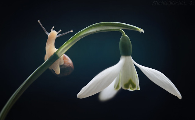 The Scent of a Snowdrop