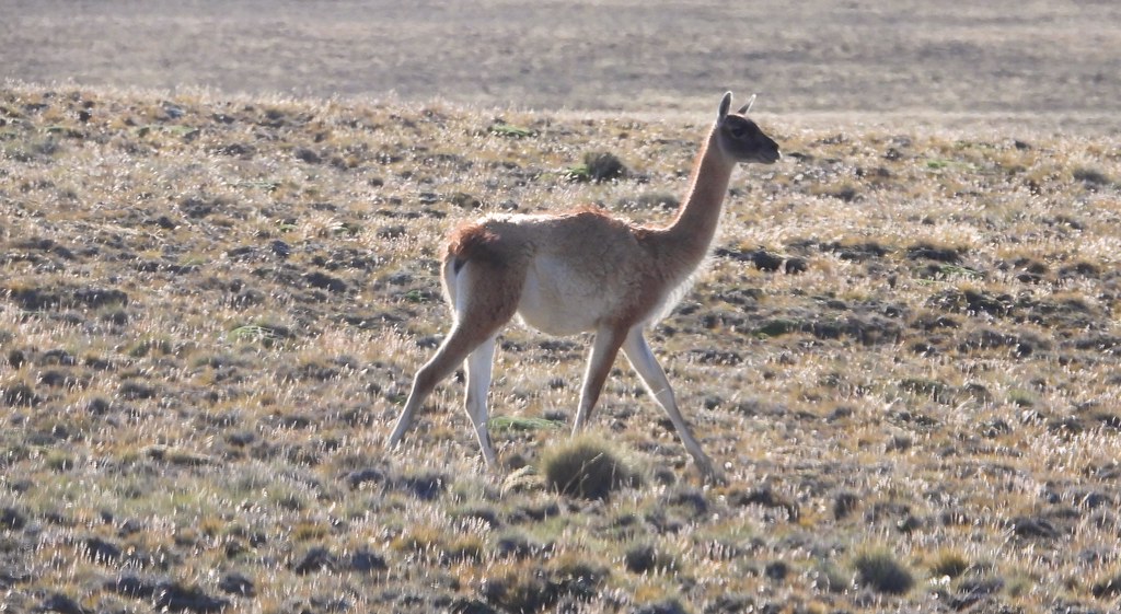 8706ex2  Guanaco on the steppes of Argentina