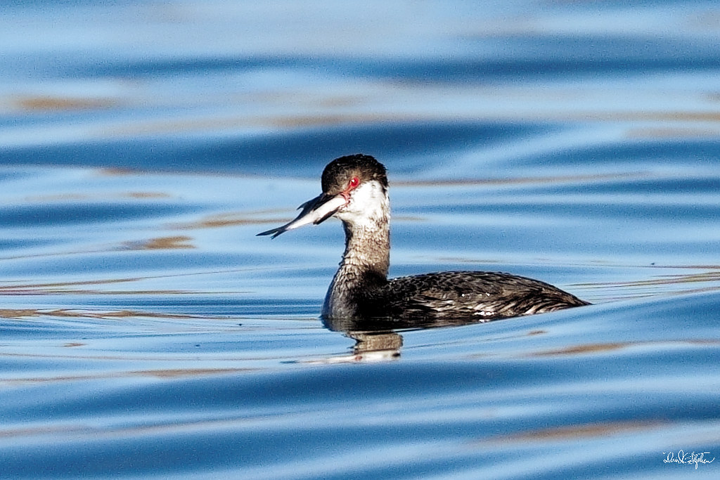 Western Grebe With A Snack