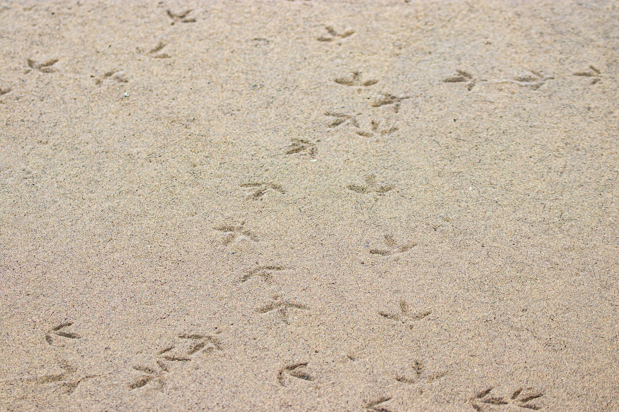 Empreintes d'oiseaux dans le sable