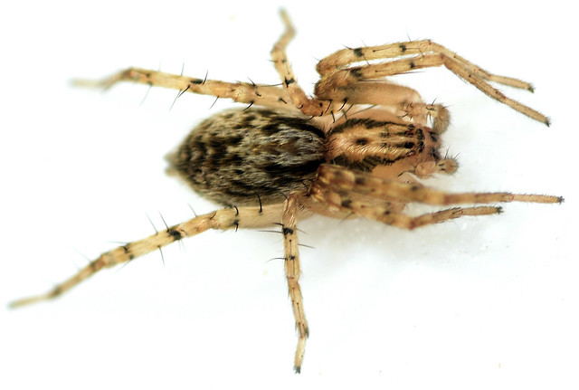 3.6 mm ghost spider
