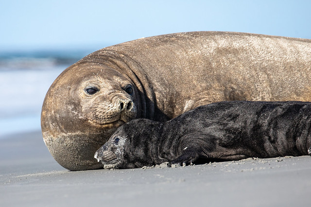Seal Mother and Pup