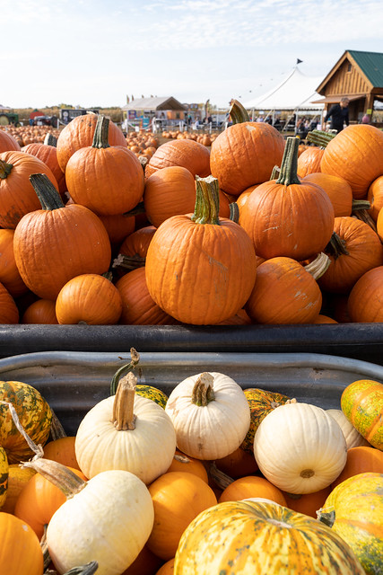 Tubs fulled with several pumpkin varieties, including pie pumpkins and colorful gourds