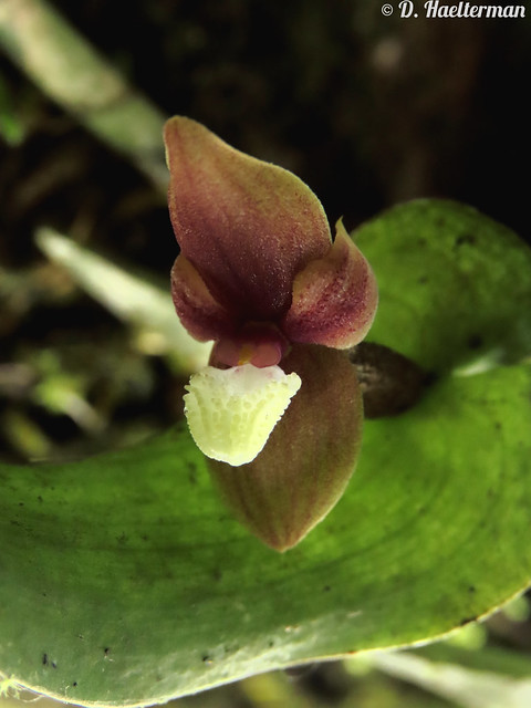 A rarer  Pleurothallis perijaensis variety, paler pinkish rather than red, in situ during a 5 days orchids, botany and nature observation tour I guided for 2 persons living in USA. We saw 73 orchid species blooming in situ. Valle del Cauca dept, Colombia.