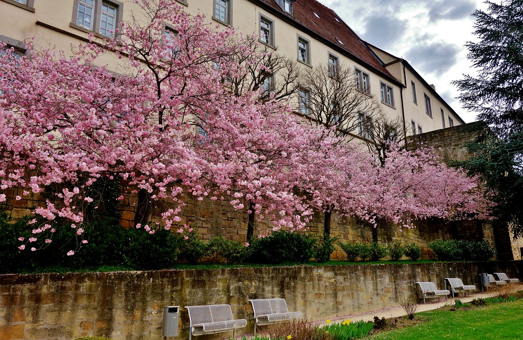 GERMANY, Leonberg, wie in jedem Jahr, Kirschblüten im Pomeranzengarten, Frühling ist da , 21885