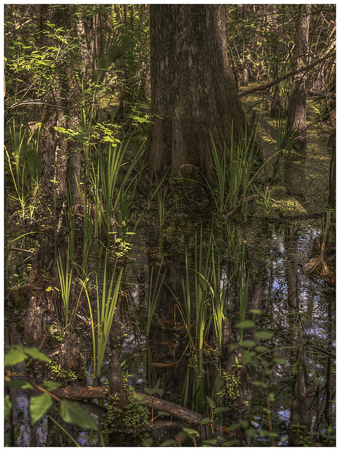 Lake Woodruff NWR Bald Cypress ; Floodplain Swamp,2024