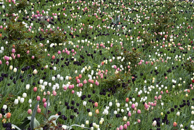 Schloss Trauttmansdorff - rosa, weiße und schwarze Tulpen (Tulipa Kultivar); Südtirol, Italien (1616)