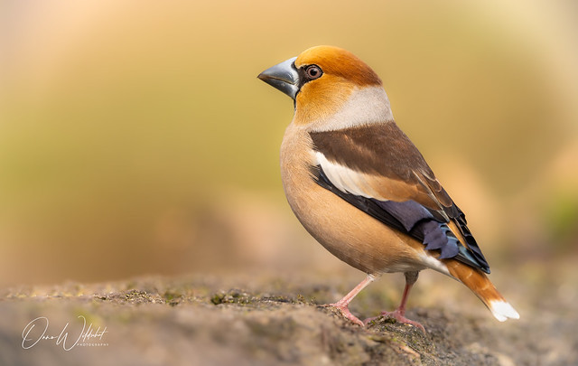 Hawfinch; Coccothraustes coccothraustes