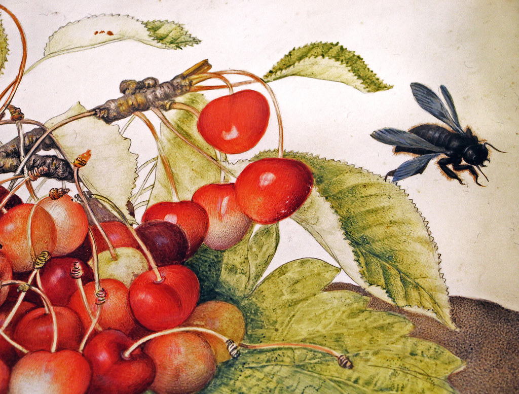 Giovanna Garzoni - Plate of cherries with roses, pods and wood bee (xylocopa violacea)