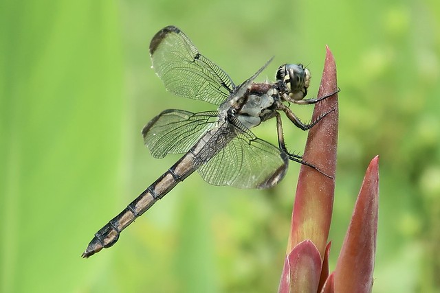 Female Great Blue Skimmer