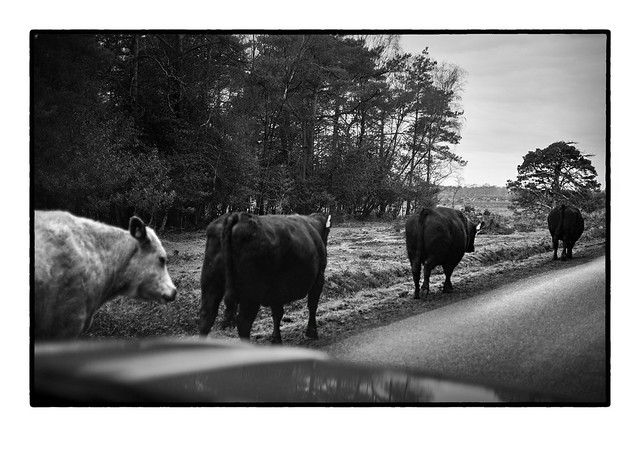 New Forest Gridlock