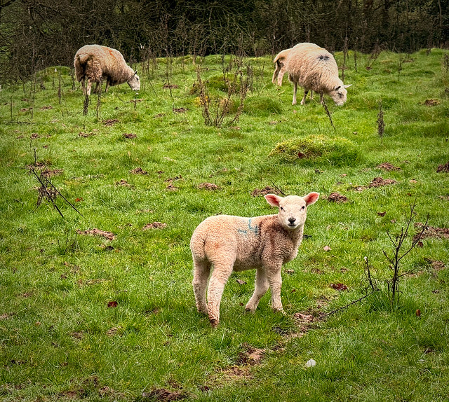 80/366/24 - Spring Lamb