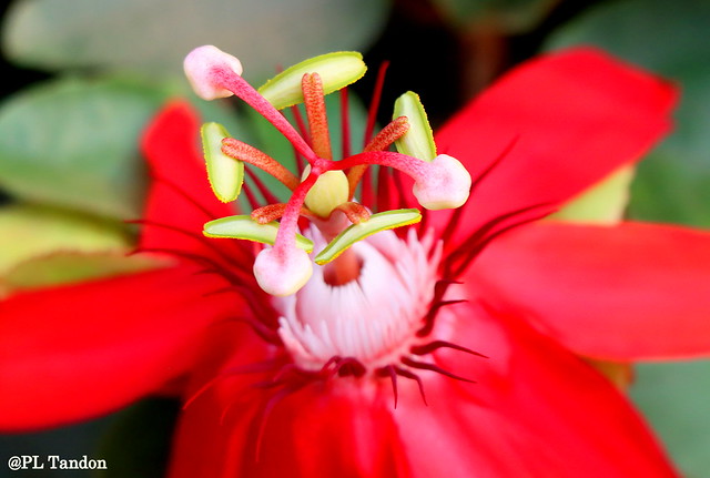 Macro Red Passion Flower