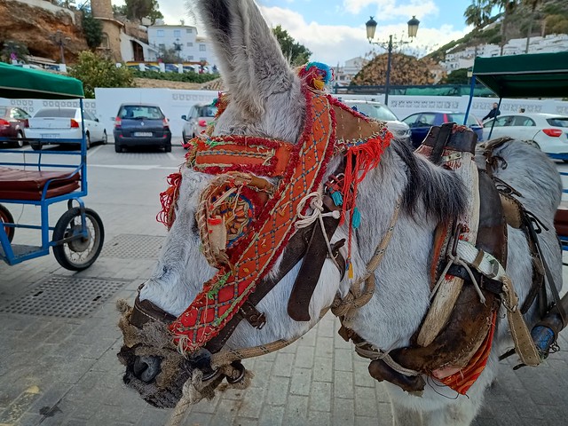 Spain - Andalusia - Mijas Pueblo - Donkey taxi