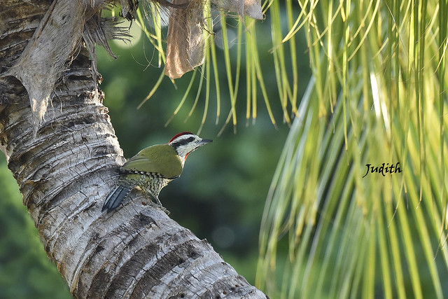 Pic poignardé - Cuban Green Woodpecker