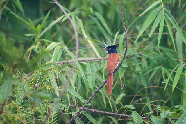 Birds Around Me 0190 - Indian paradise flycatcher दूधराज, सुल्ताना बुलबुल (Terpsiphone paradisi)
