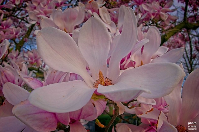 _magnolia