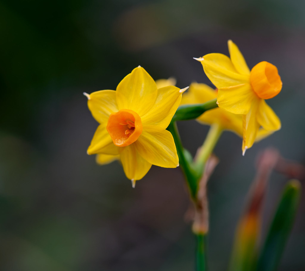 Hybrid Daffodil from the Botanical Gardens