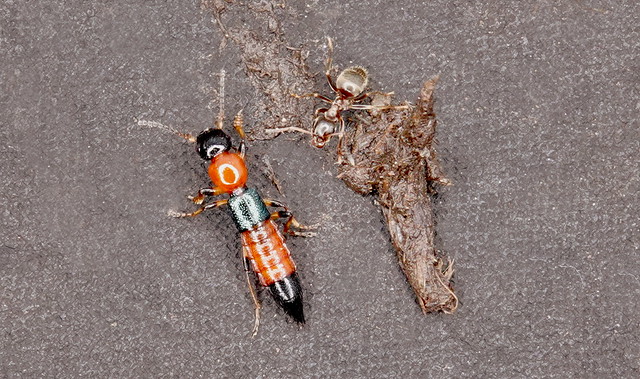 Littoral Whiplash Rove Beetle (Paederus littoralis) ©