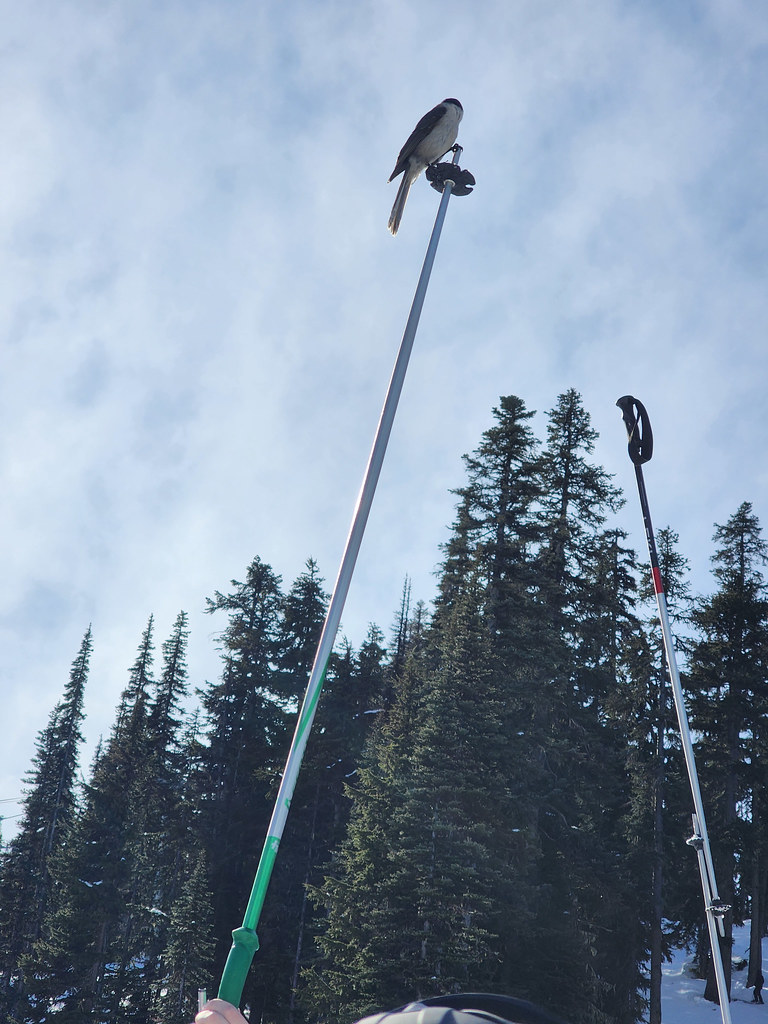 Whiskey Jack On A Ski Pole