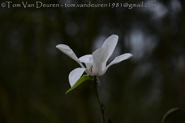 Noordelijke Japanse magnolia - Magnolia kobus - kobushi magnolia