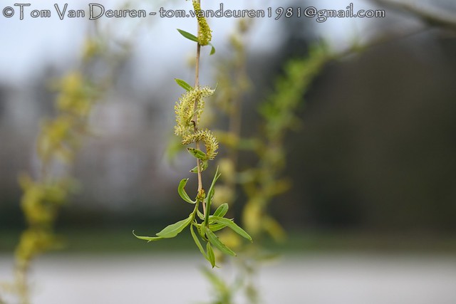treurwilg - Salix babylonica - weeping willow
