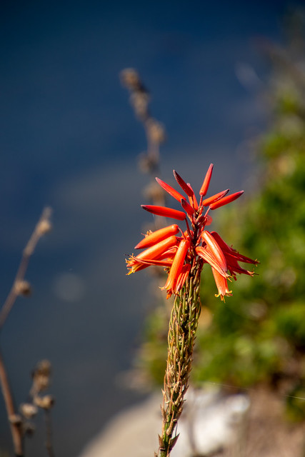 Flower at Noeirinha Salt Flats
