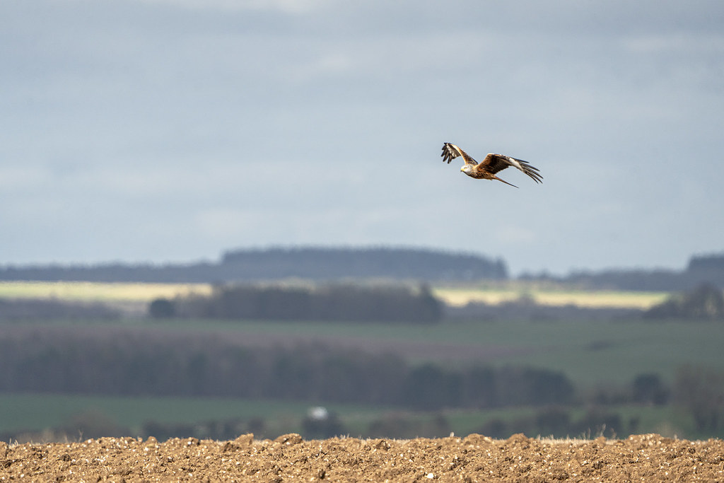 Red Kite in a Landscape 3