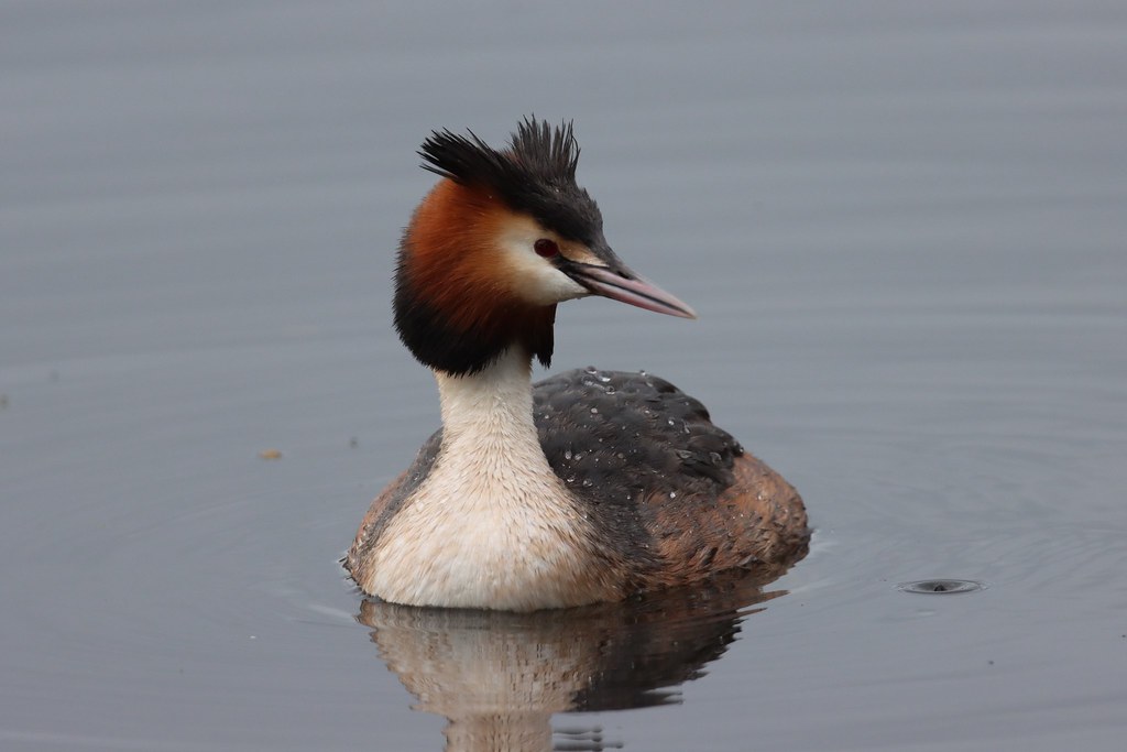 IMG_1486-2 Great Crested Grebe