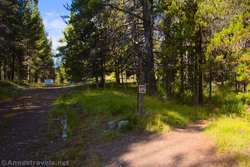 The trail comes out of the woods down onto the service road near the Natural Bridge, Yellowstone National Park, Wyoming
