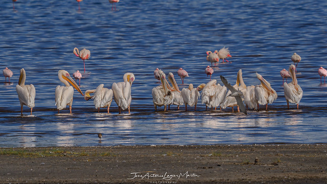 Pelicanos en el lago Ndutu.
