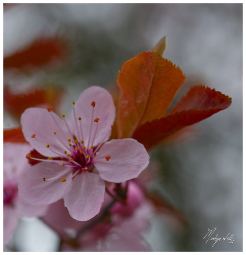 Cherry Blossom | by Herb287