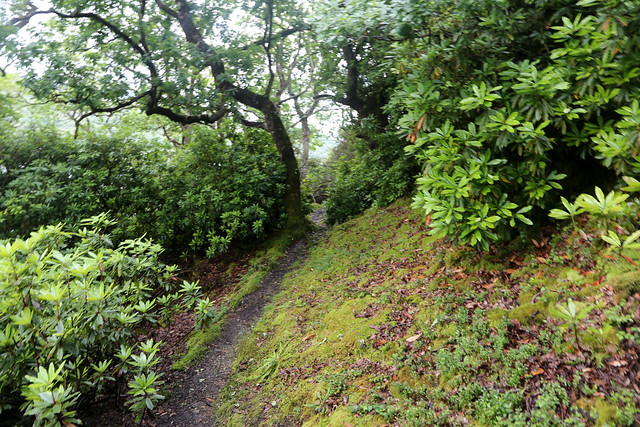 The Cowal Way near Tighnabruaich