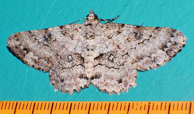 Straight face Tree hugger moth nr. Cleora lacteata Boarmini Ennominae Geometridae Geometroidea Mandalay rainforest Airlie Beach P1011959