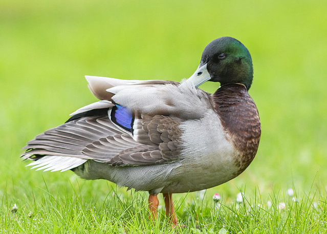 Mallard Preening