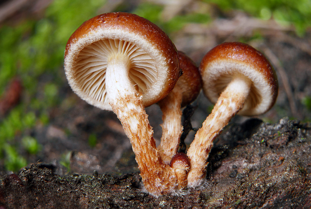 Brick Caps mushrooms (Hypholoma lateritium,)