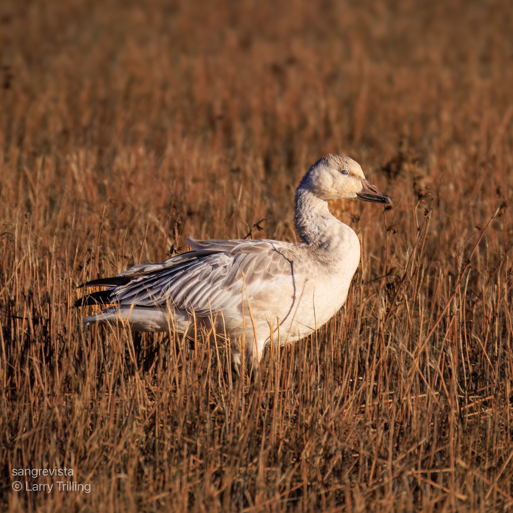 Juvenile Snow Goose in Profile