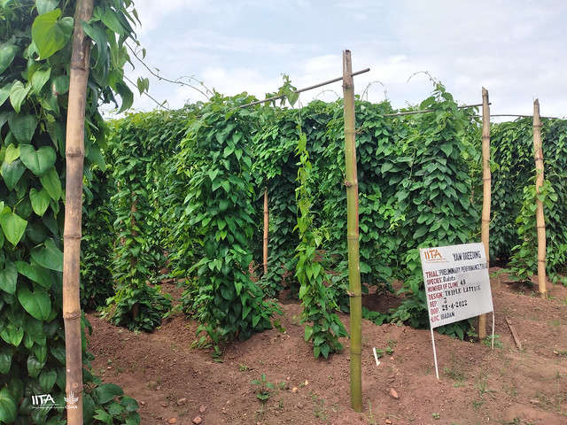 Plants in field trials and seedling nurseries in screen houses at Ibadan