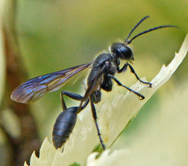 Mexican Grass-carrying Wasp is a peaceful and beneficial pollinator